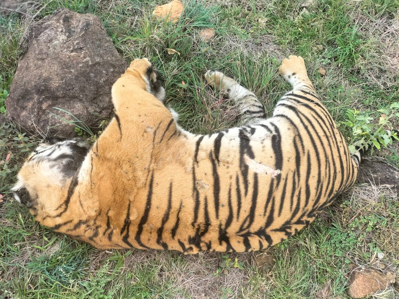 The Tiger Killers main image 0